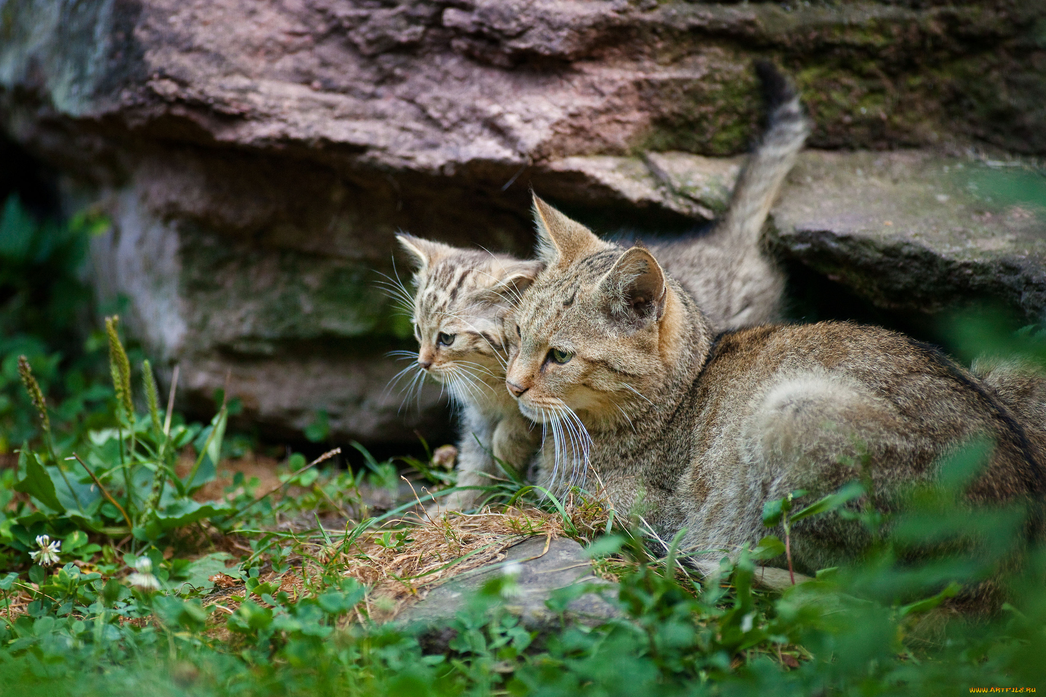 животные, дикие, кошки, лежит, серая, кошка, котенок