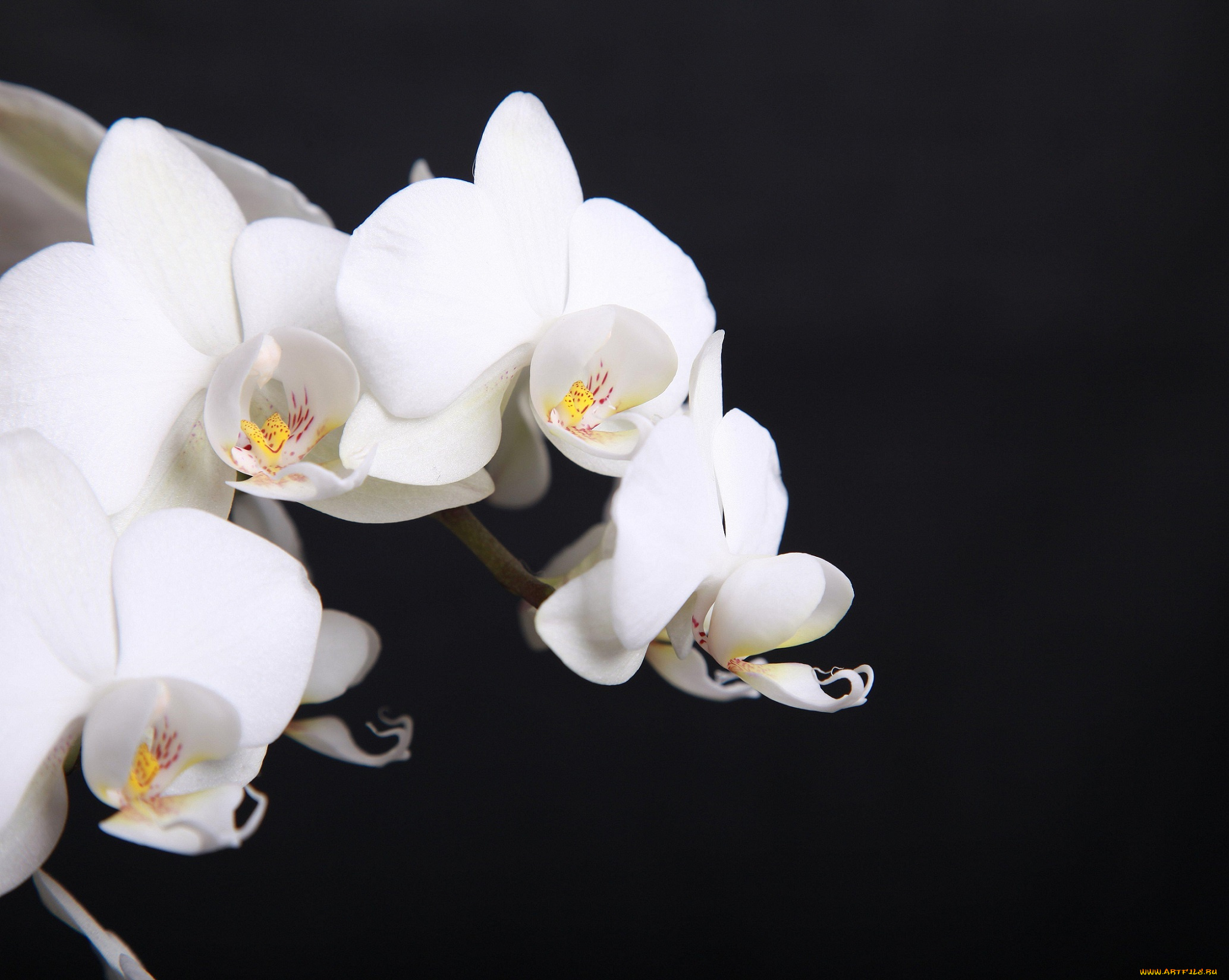 цветы, орхидеи, белые, веточка