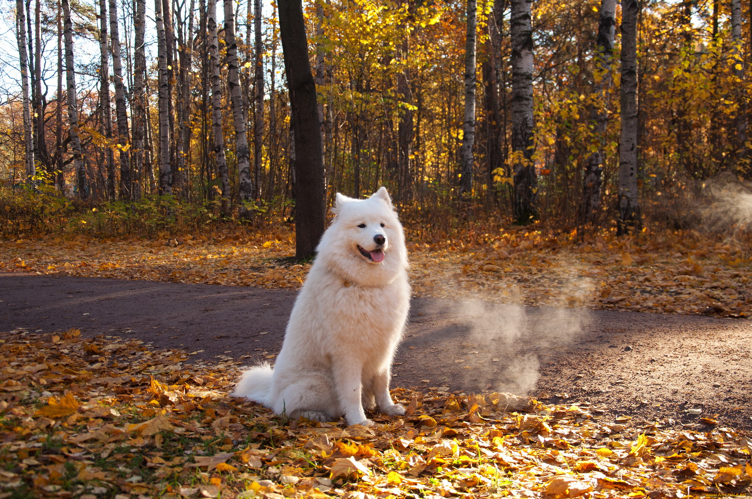 животные, собаки, dogs, nature, parks, atumn