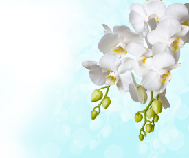обоя цветы, орхидеи, белые, фон