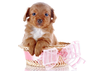 Картинка животные собаки подарок бант лента собака щенок
