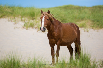 Картинка животные лошади морда конь трава песок