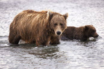 Картинка животные медведи детеныш медвежонок медведица семья пара малыш мама
