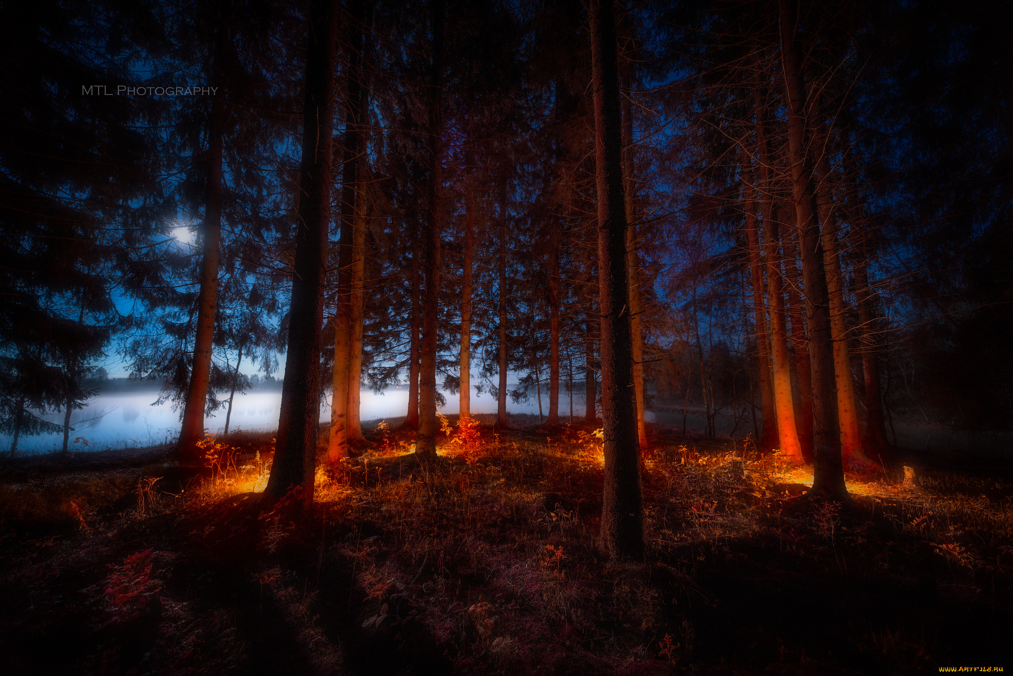 природа, лес, ночь