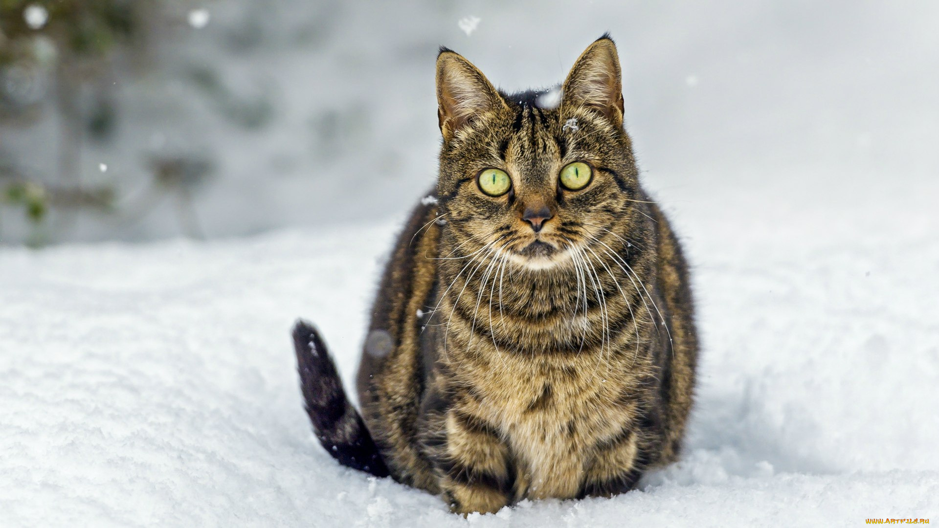 животные, коты, кот, на, снегу