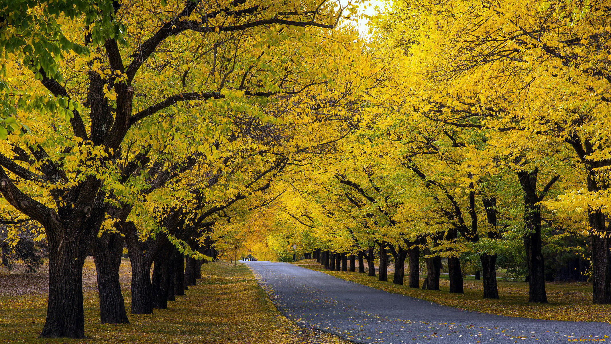 природа, дороги, шоссе, осень, листопад