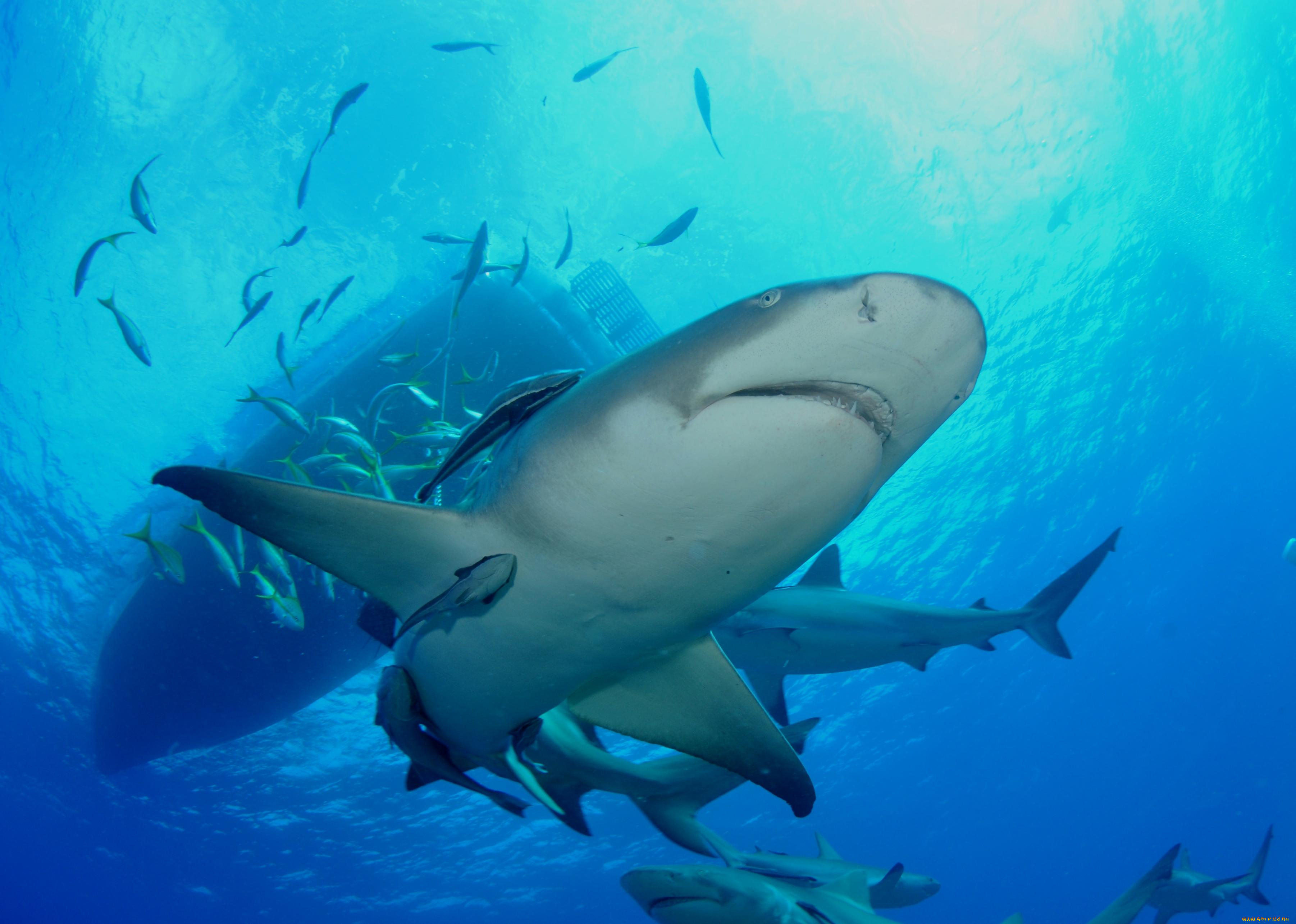 животные, акулы, зубы, пасть, опасность, обитатели, подводный, глубина, вода, море, океан, хищник, рыба, акула, shark