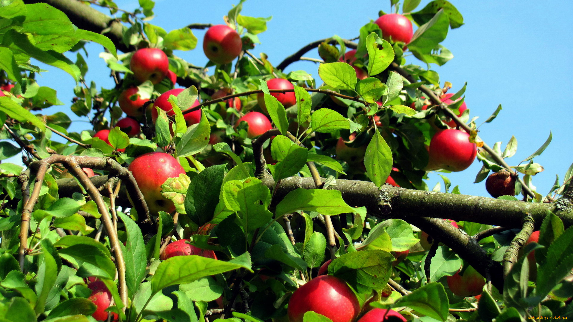 природа, плоды, яблоня, яблоки, урожай
