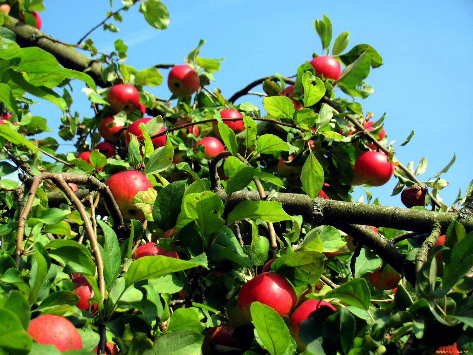 природа, плоды, яблоня, яблоки, урожай