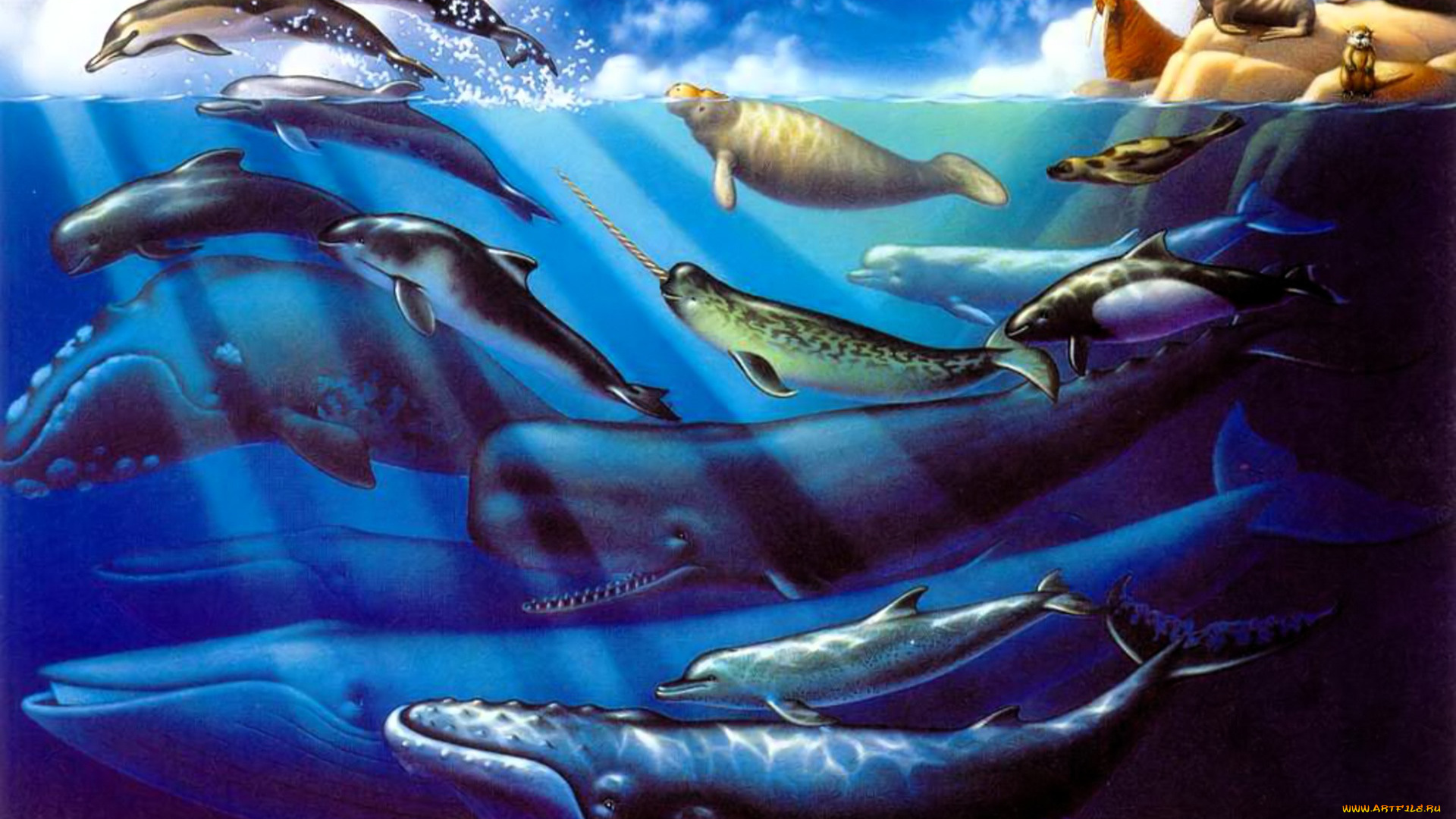 рисованное, животные, , морская, фауна, киты, виды, море