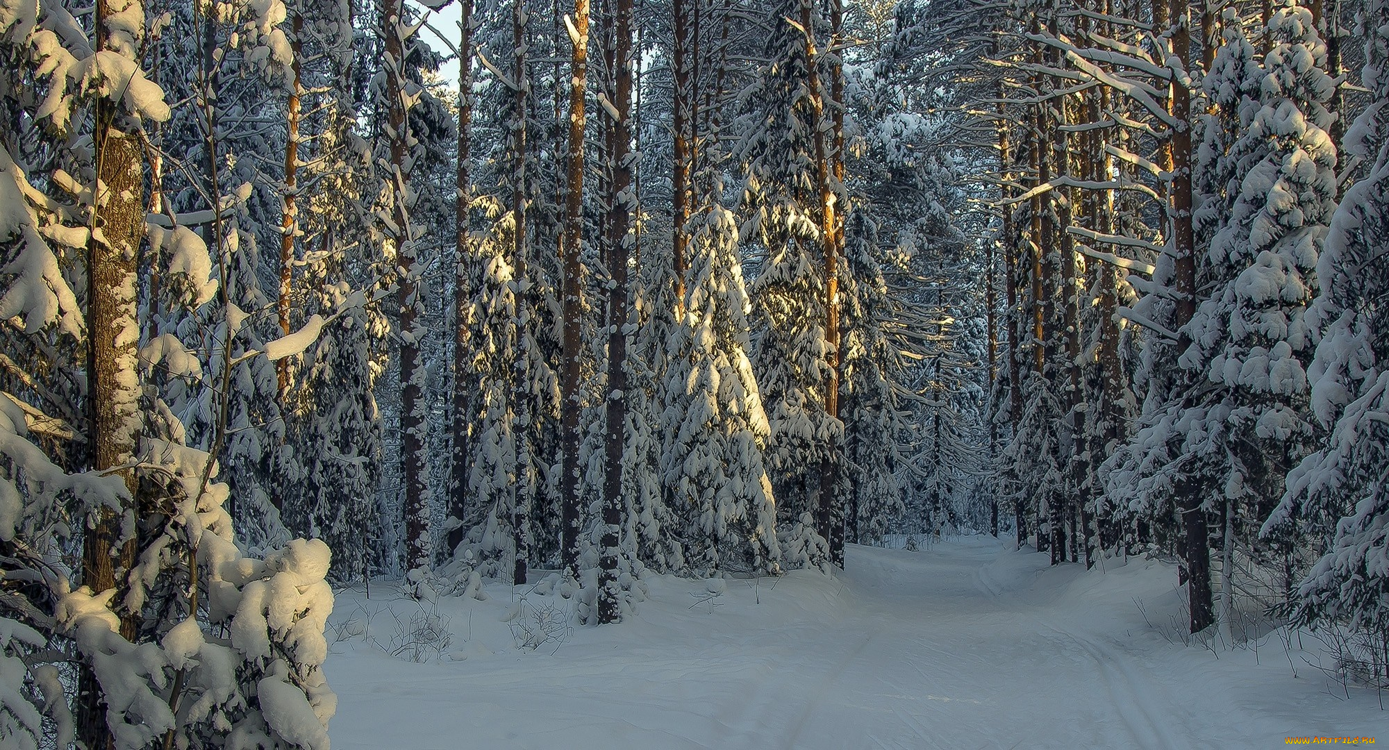 природа, лес, солнечный, свет, деревья, пейзаж, снег, зима, фотография, ветка, холод, утро, ель, россия