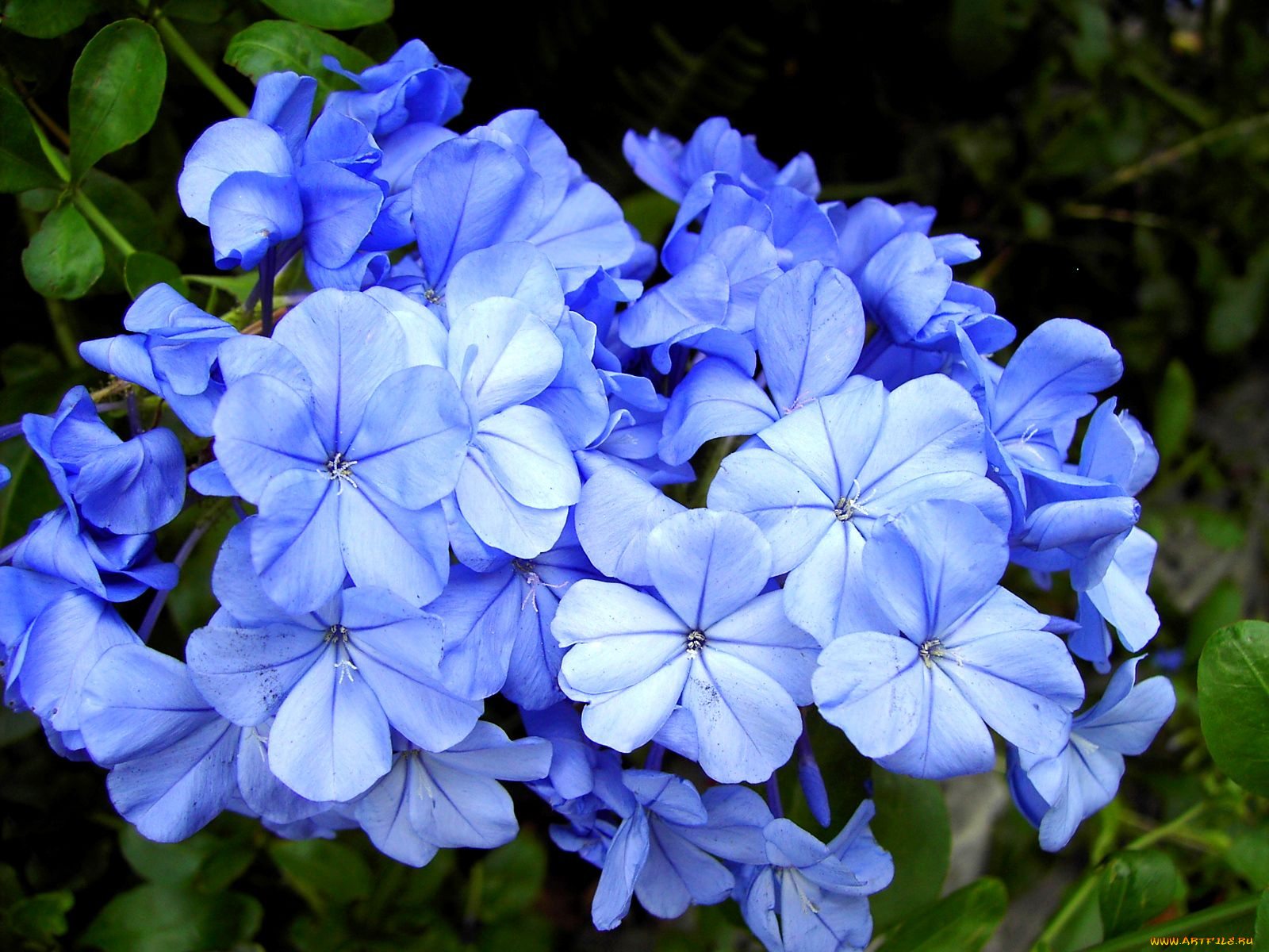 цветы, плюмбаго, свинчатка, синий