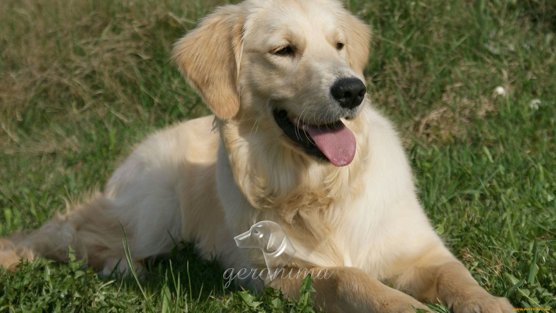 автор, geronima, животные, собаки, golden, retriever