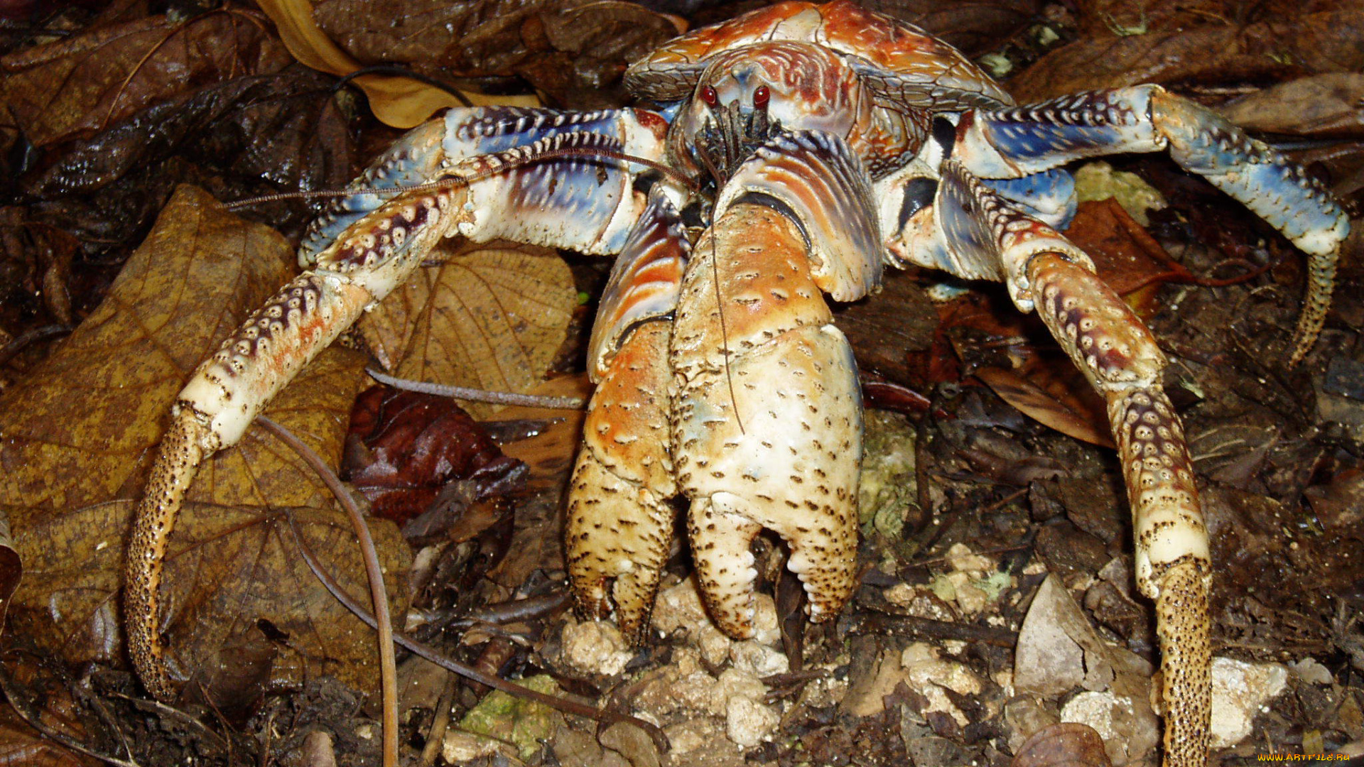 Coconut Crabs, Christmas Island без смс
