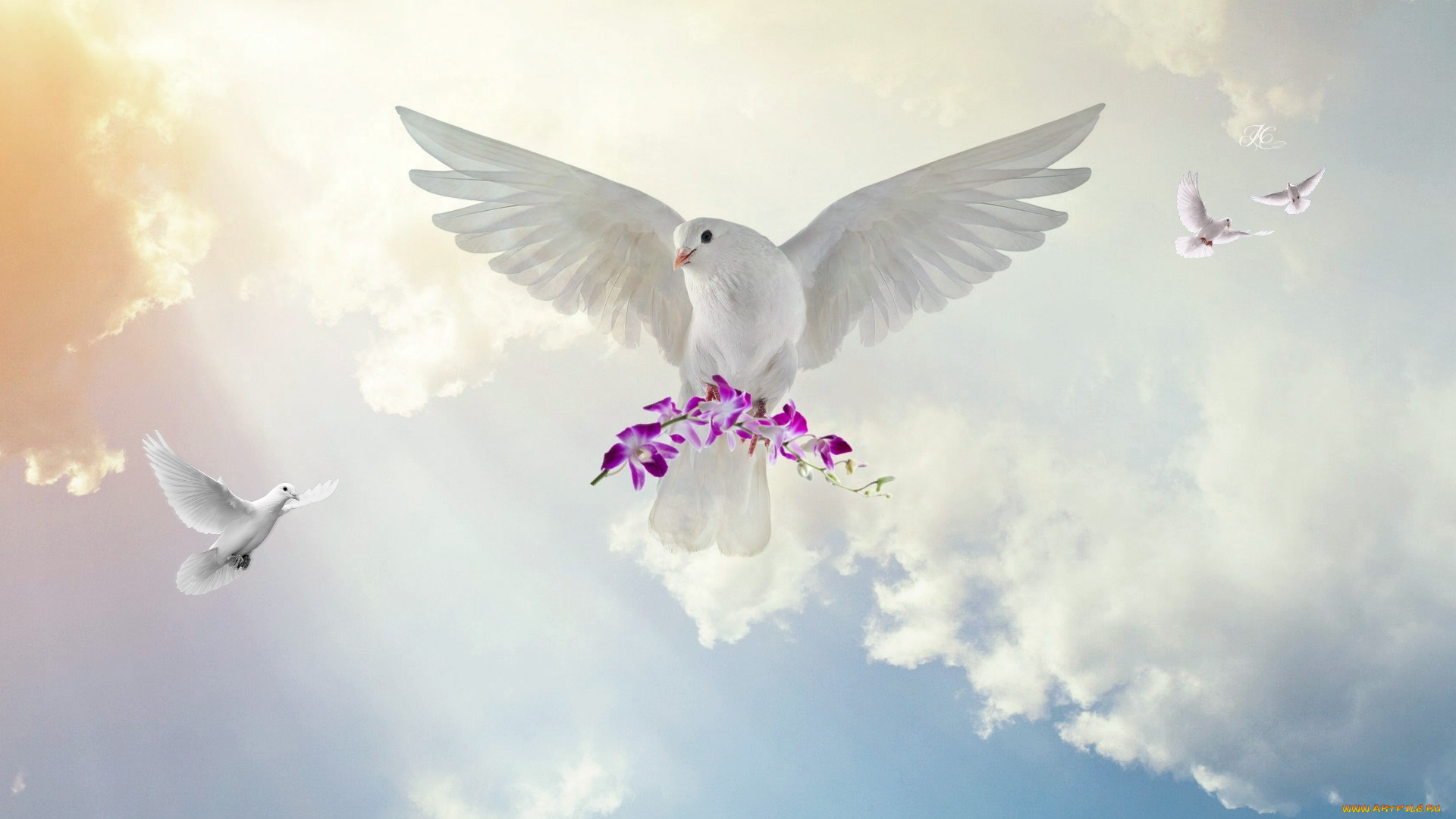 Белый голубь в полете бесплатно