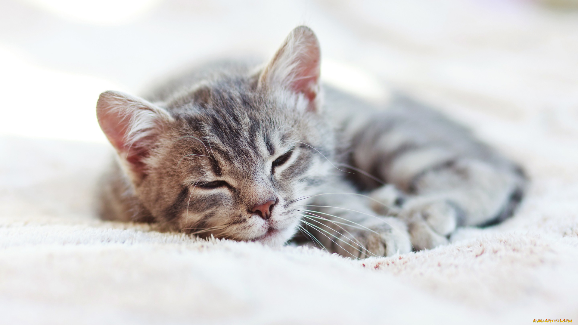 животные, коты, кошка, sleep, kittens, cat, спит