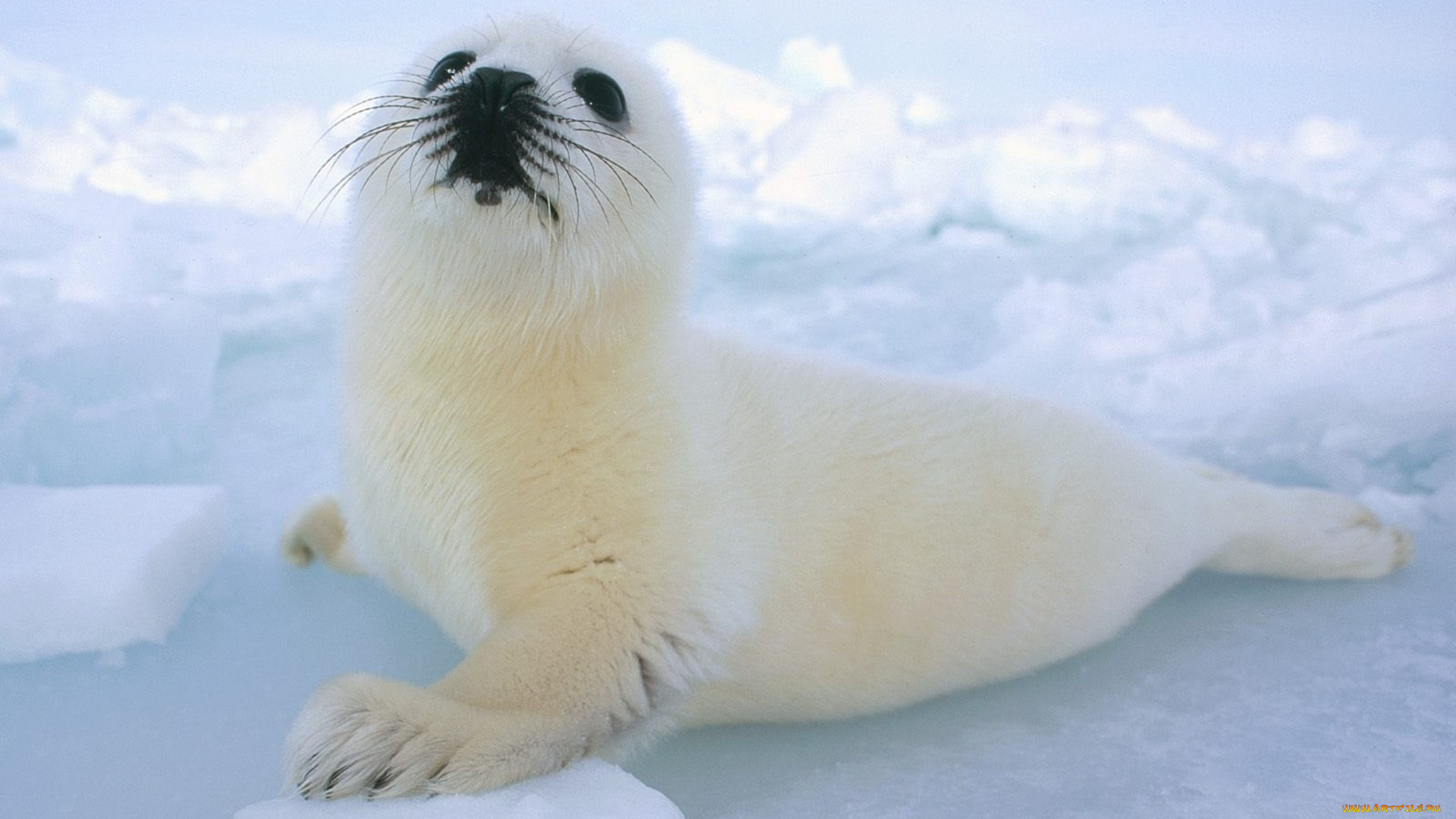 животные, тюлени, , морские, львы, , морские, котики, снег, лед, детеныш, белек