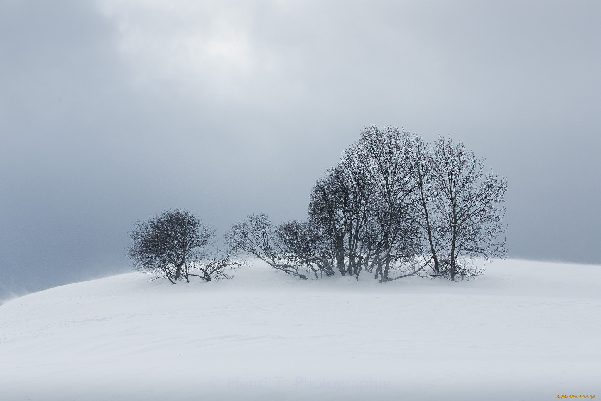 природа, зима, снег, деревья, туман