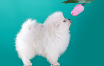 Картинка животные собаки профиль белый щенок шпиц тюльпан