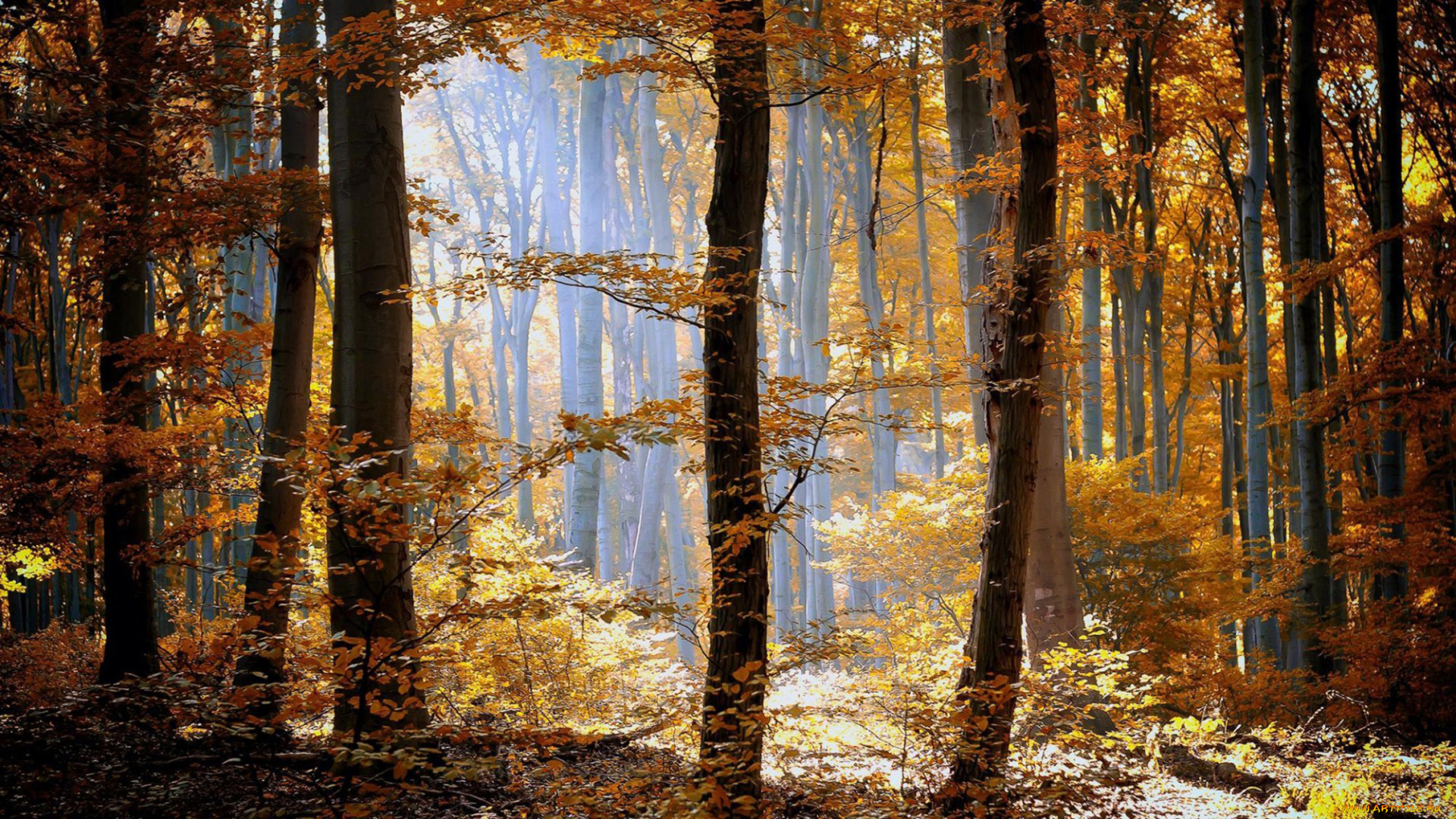 природа, лес, деревья, осень, листва