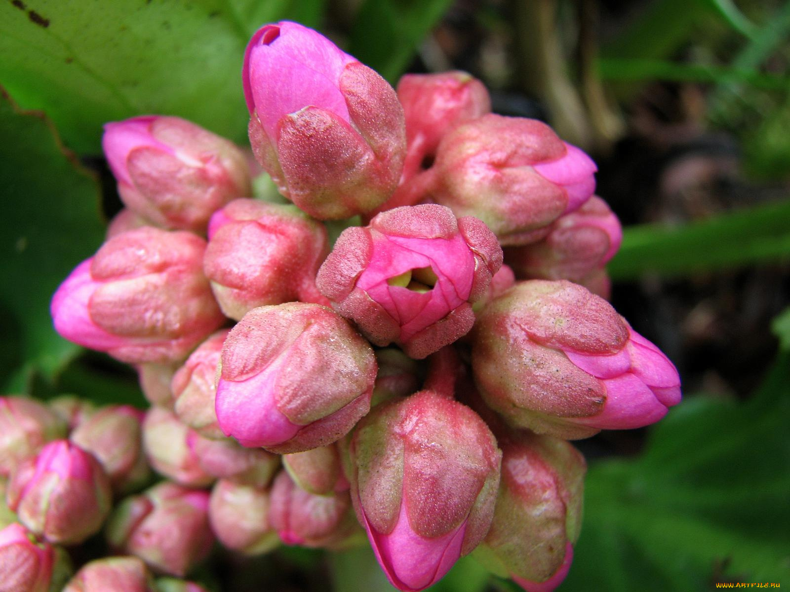 bergenia, цветы