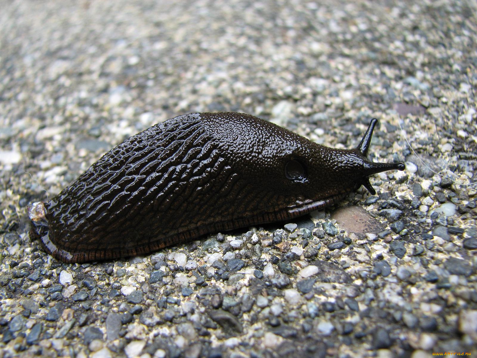 european, black, slug, животные, улитки