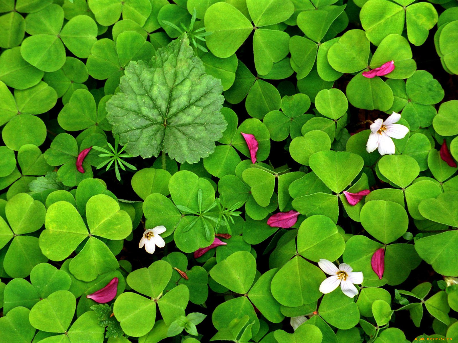 oxalis, in, spring, цветы, луговые, полевые