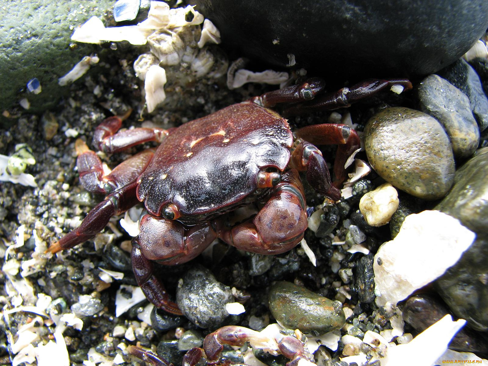 shore, crab, животные, крабы, раки