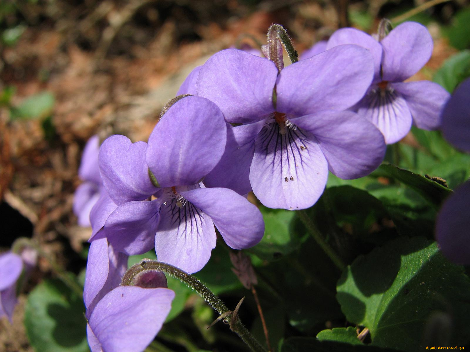 wild, violets, цветы, фиалки