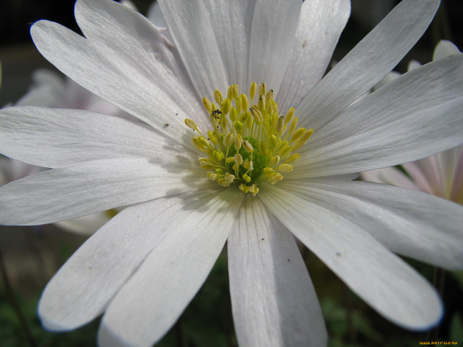 windflower, цветы, ветреницы, печёночницы