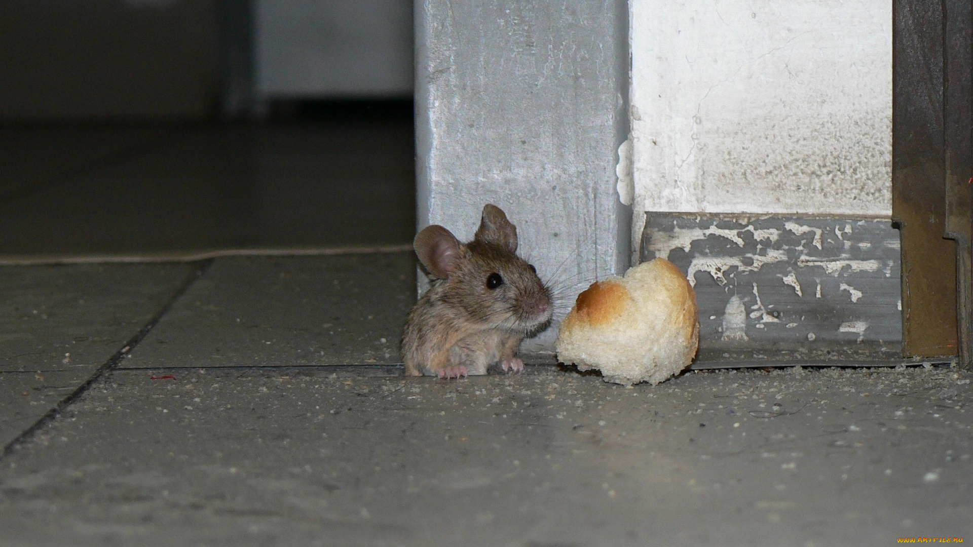 животные, крысы, мыши, хлеб, мышка
