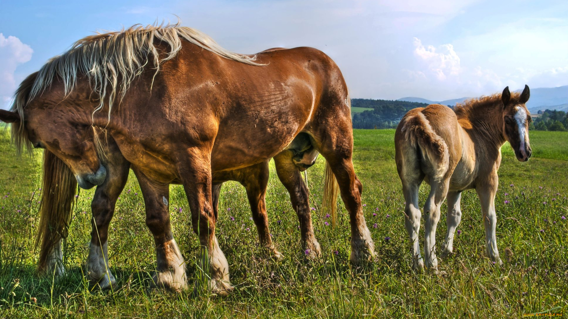 животные, лошади, horse