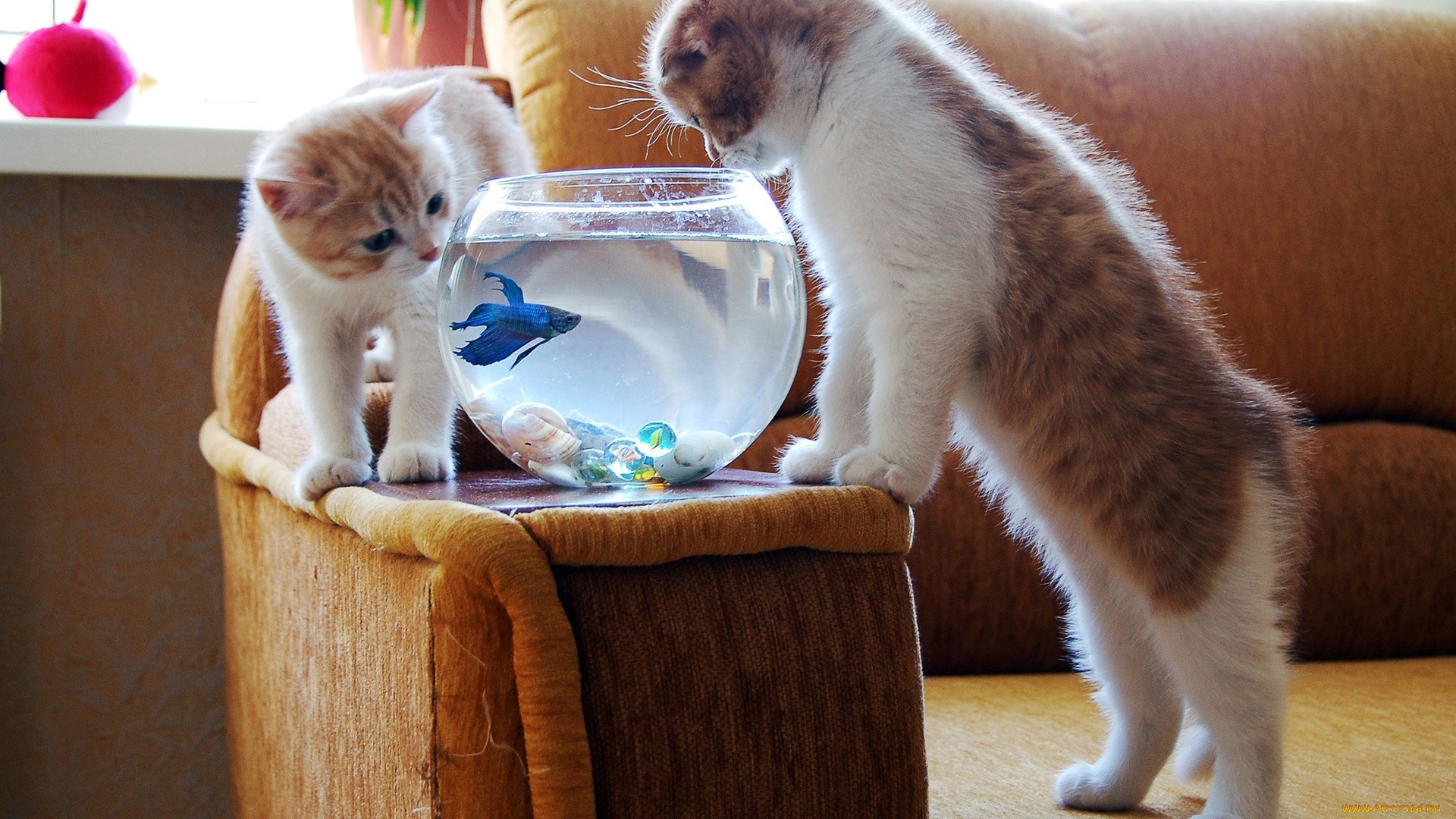 животные, разные, вместе, аквариум, котята, рыбка