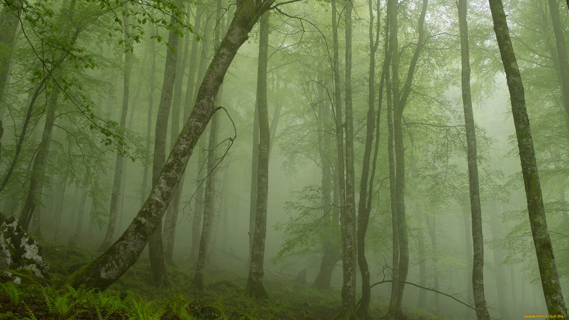 природа, лес, папоротники, туман