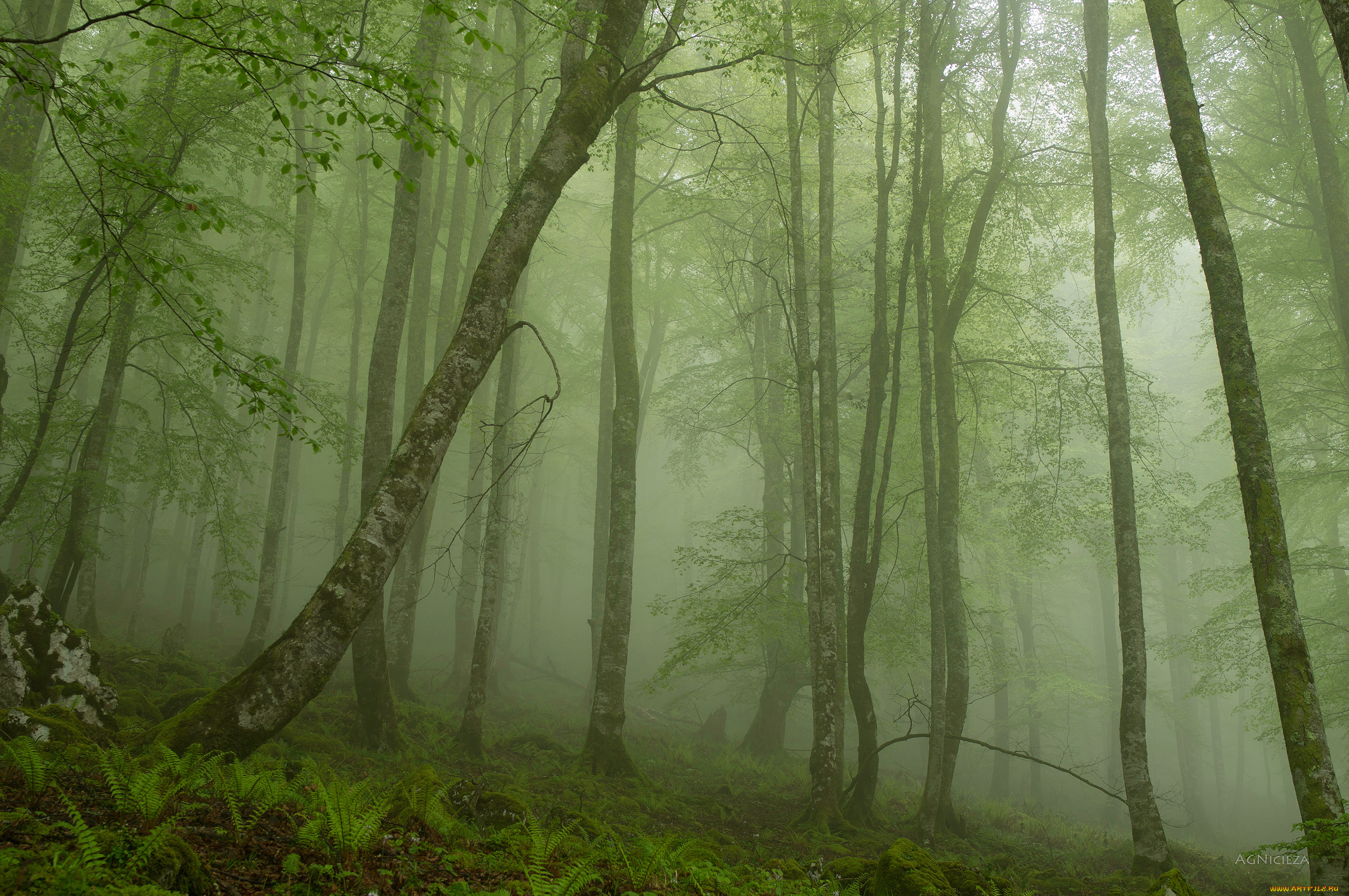 природа, лес, папоротники, туман