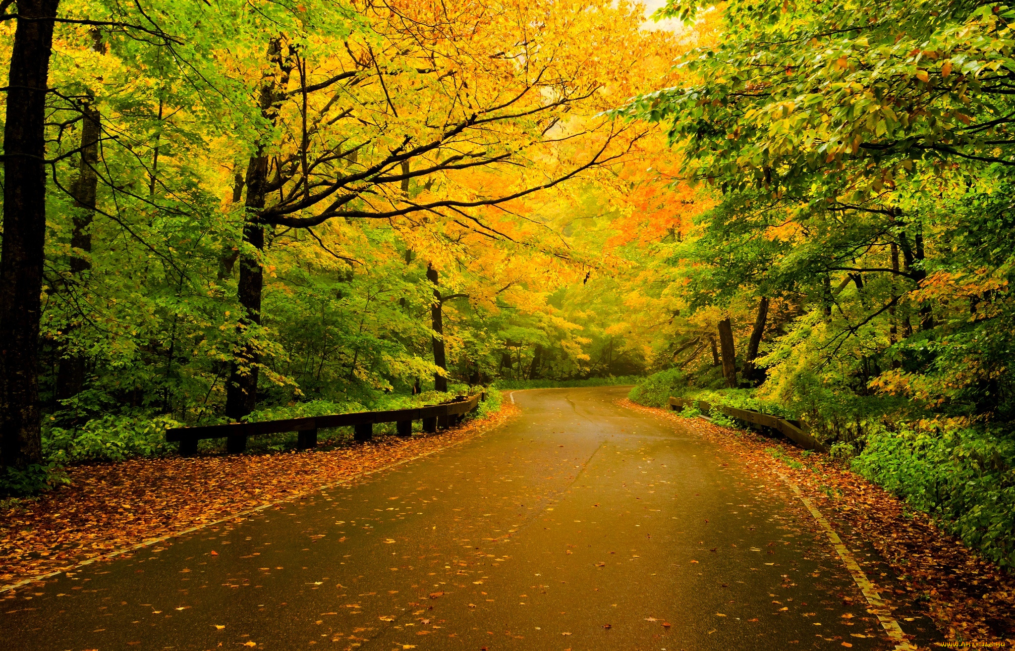 природа, дороги, листья, лес, road, walk, forest, trees, leaves, colorful, nature, деревья, осень, colors, fall, autumn, path