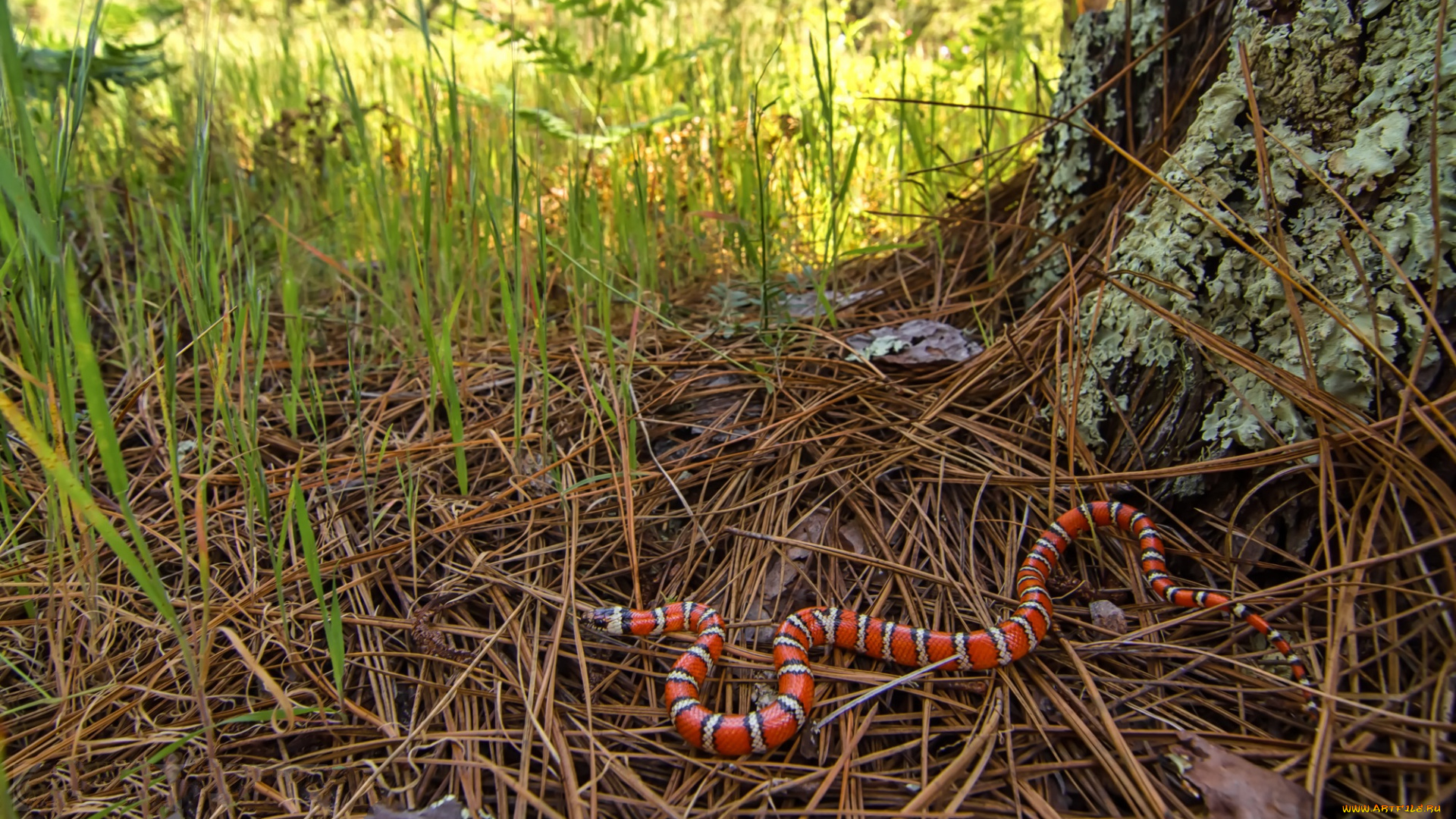 coast, mountain, kingsnake, животные, змеи, , питоны, , кобры, королевская, змея