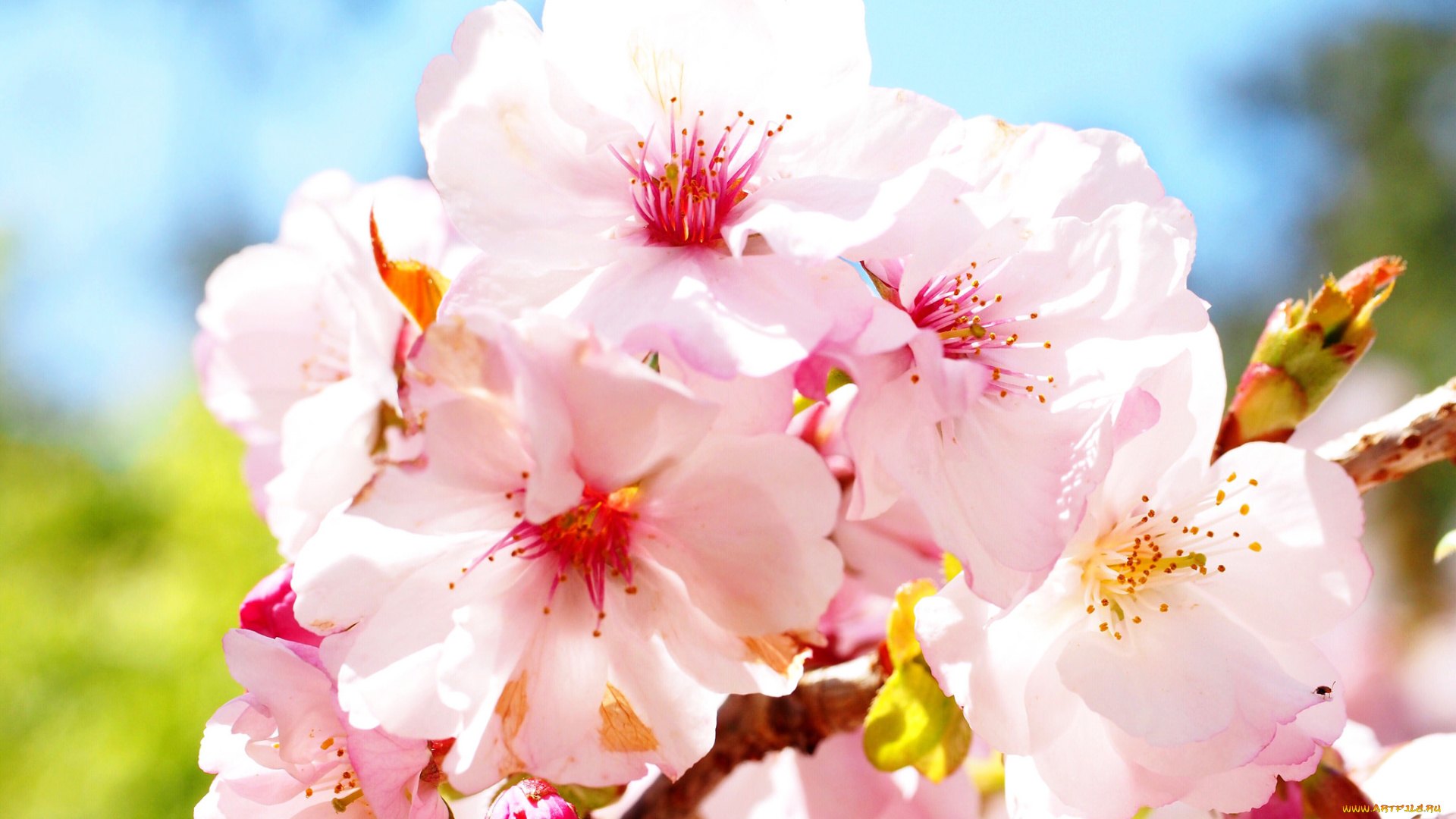 цветы, сакура, , вишня, макро, яркие, розовые, весна