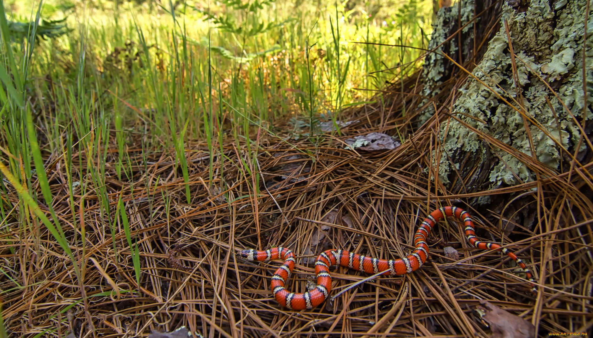 coast, mountain, kingsnake, животные, змеи, , питоны, , кобры, королевская, змея