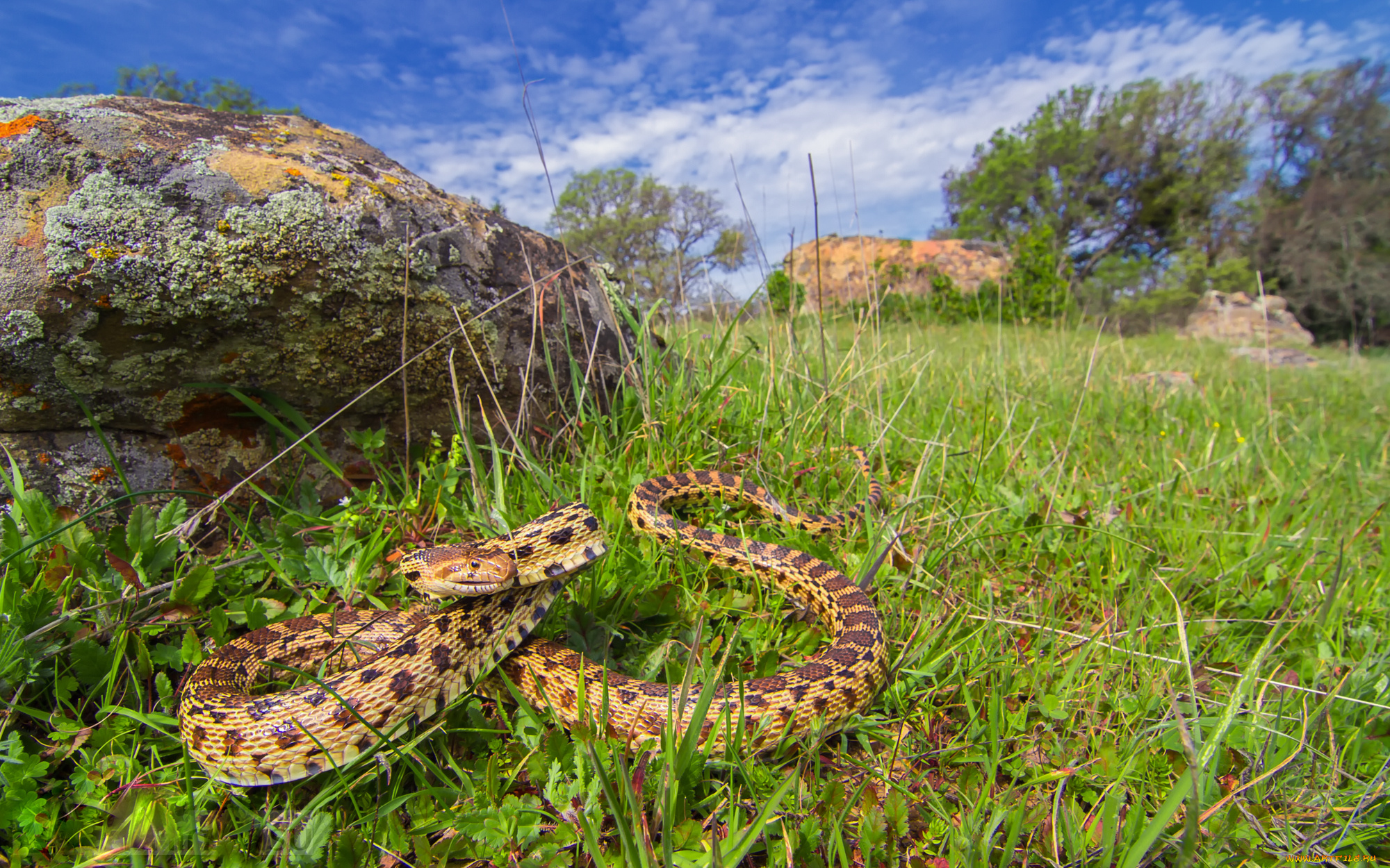 pacific, gopher, snake, животные, змеи, , питоны, , кобры, тихоокеанская, змея