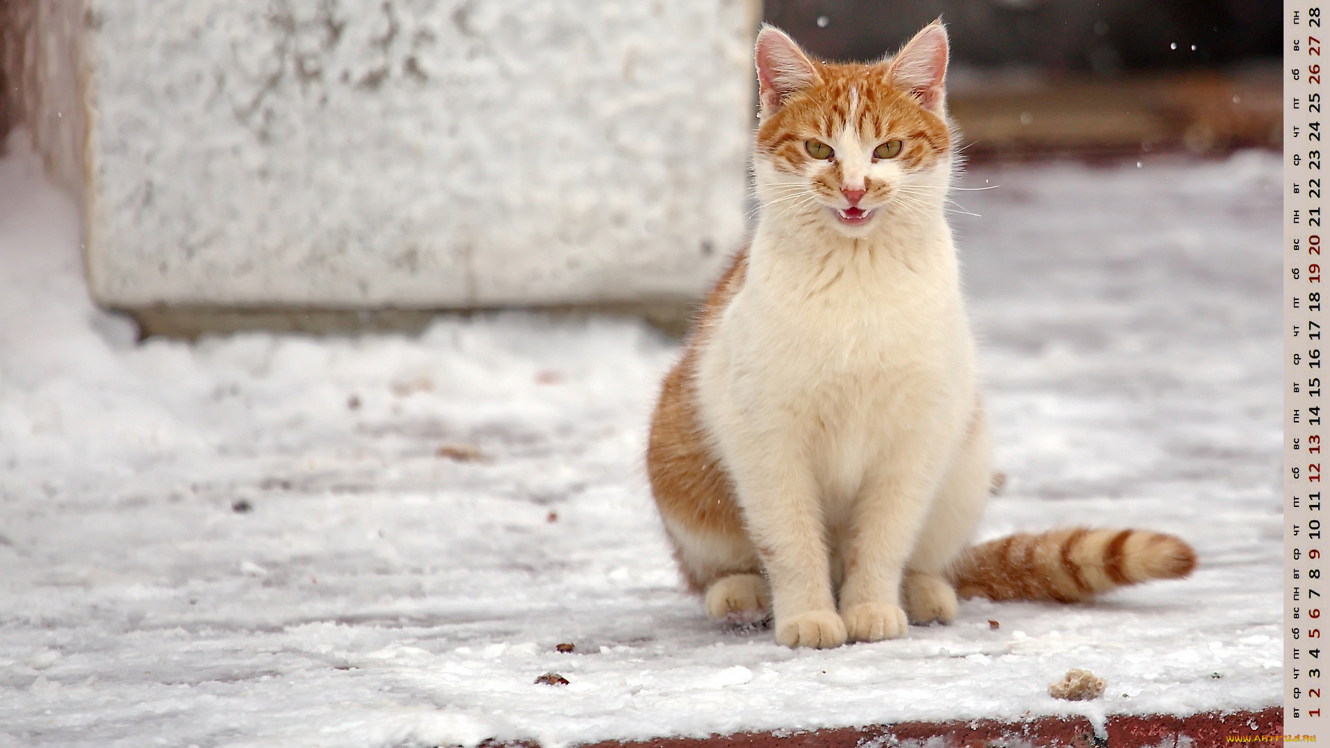 календари, животные, взгляд, кошка