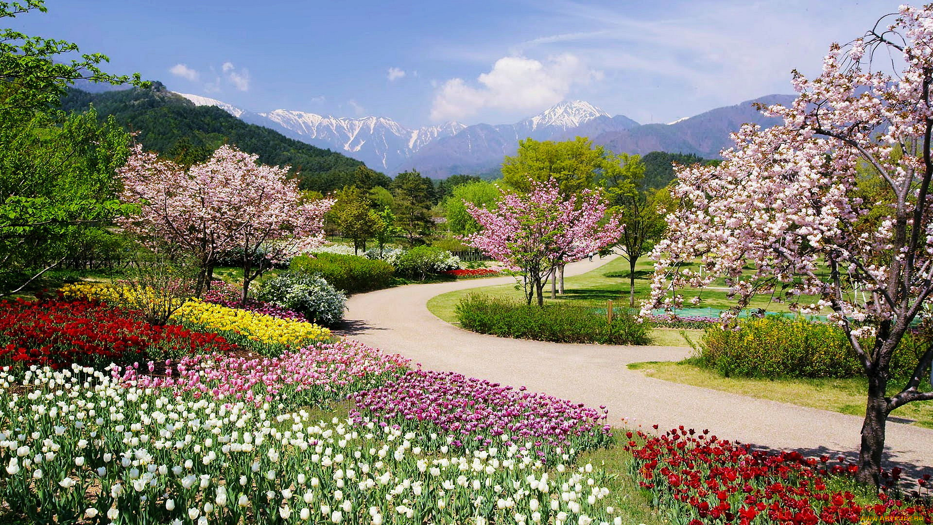 природа, парк, весна, цветение
