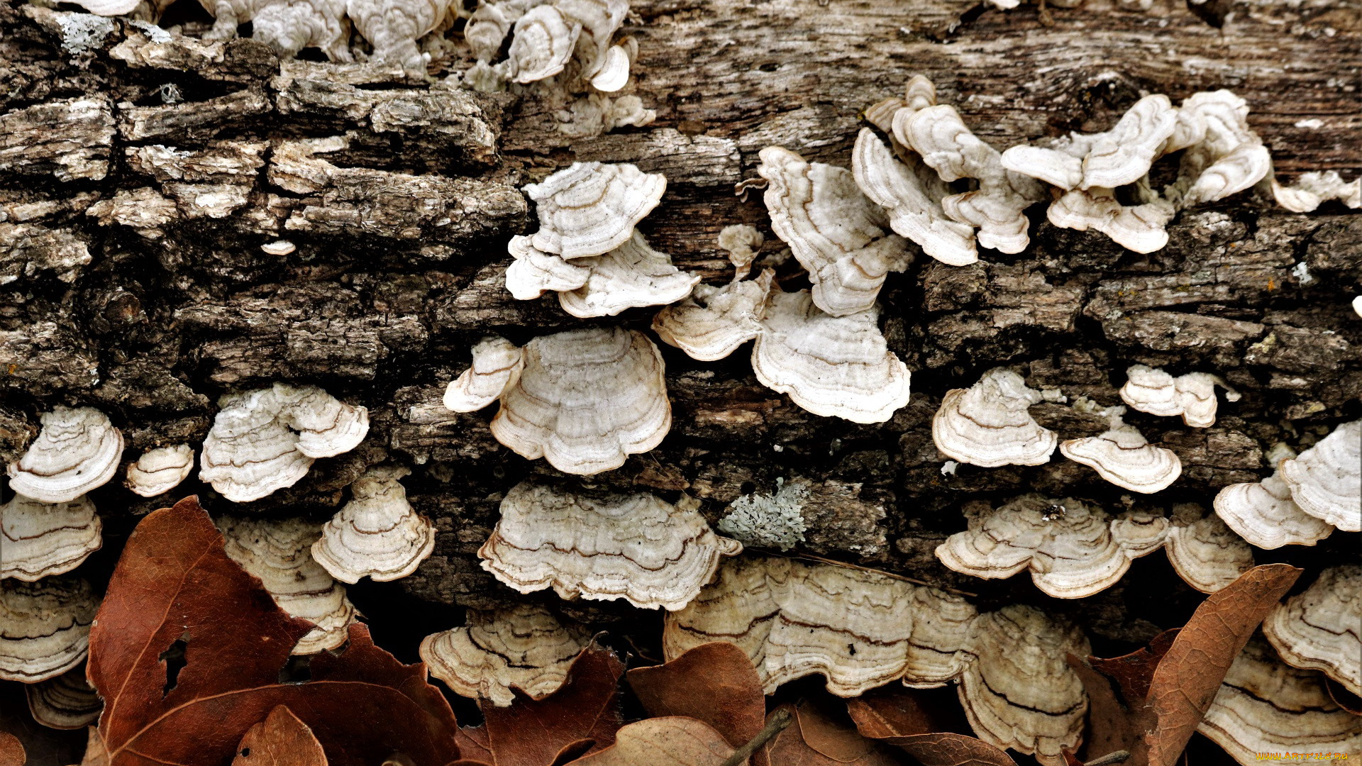 природа, грибы, древесные