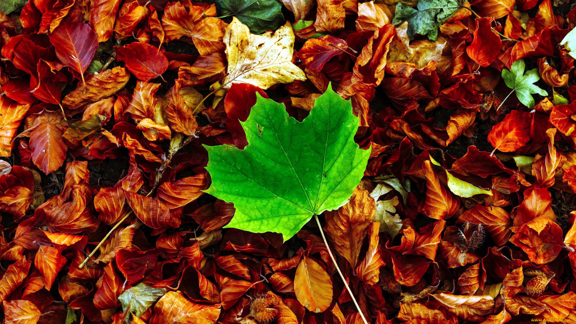 природа, листья, осень, лист, кленовый