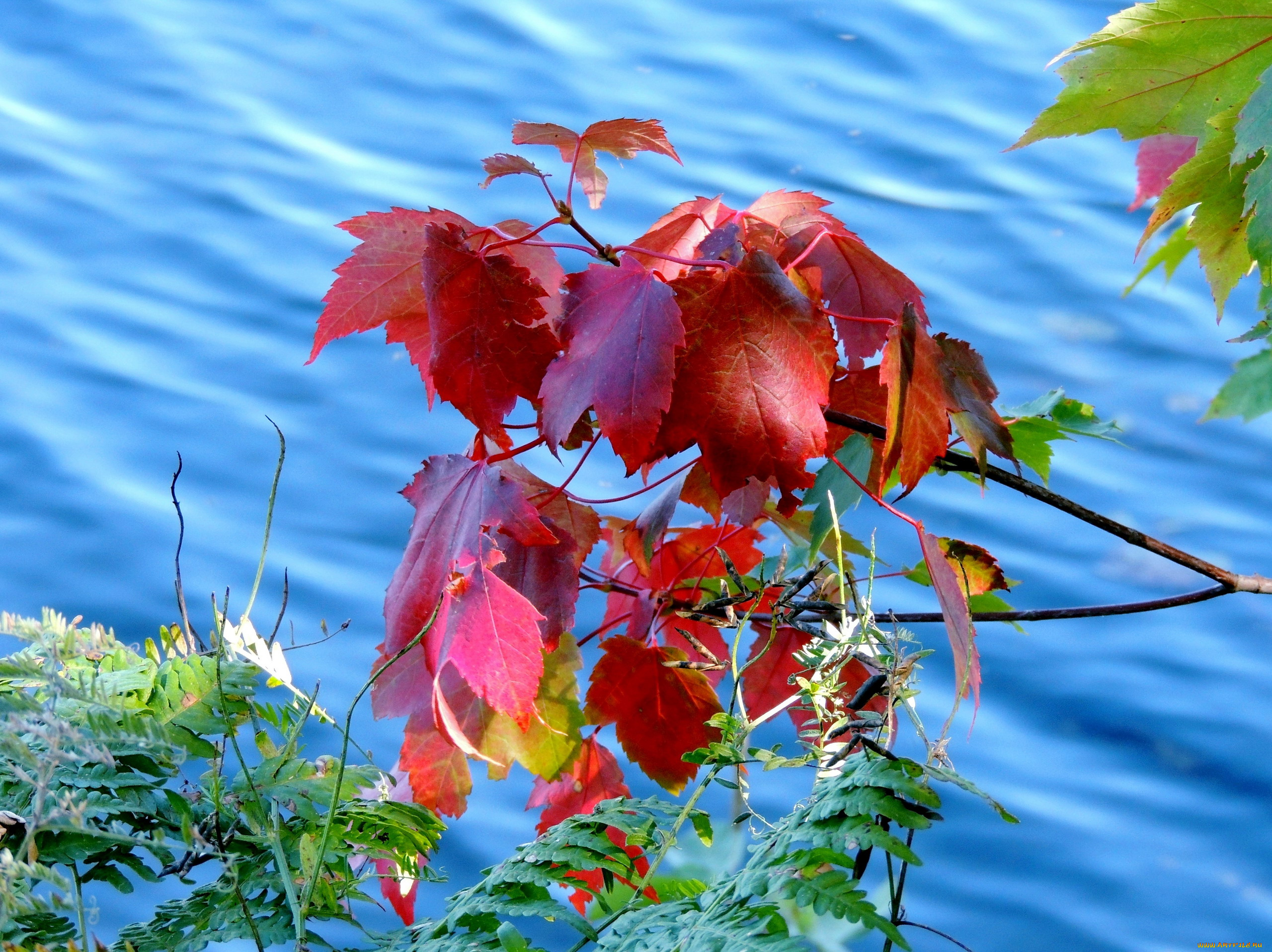 природа, листья, вода