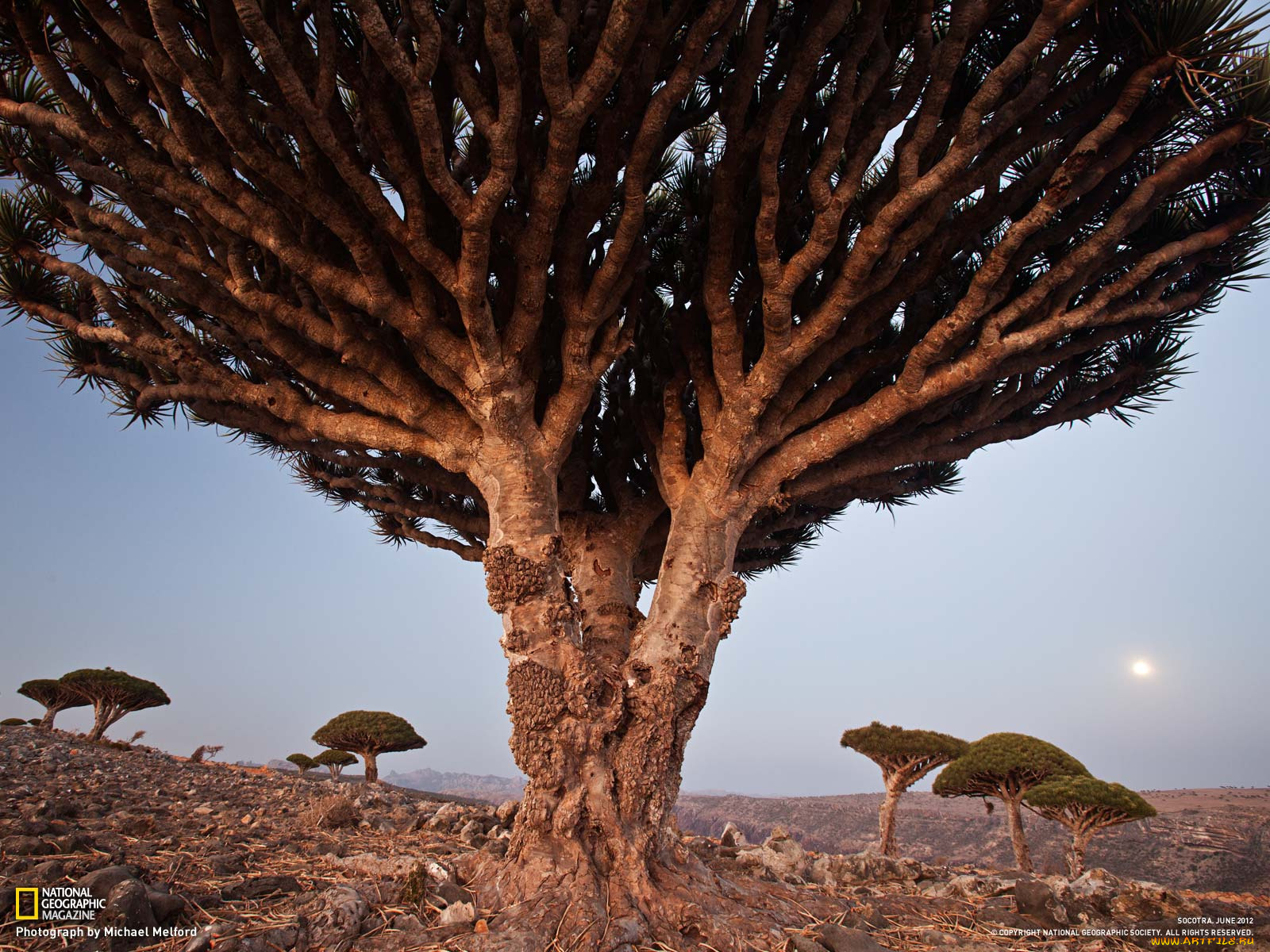 природа, деревья, африка