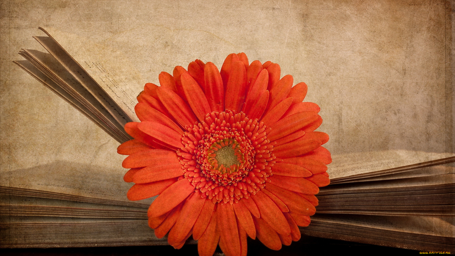 Гербера природа цветок оранжевый крупный план загрузить