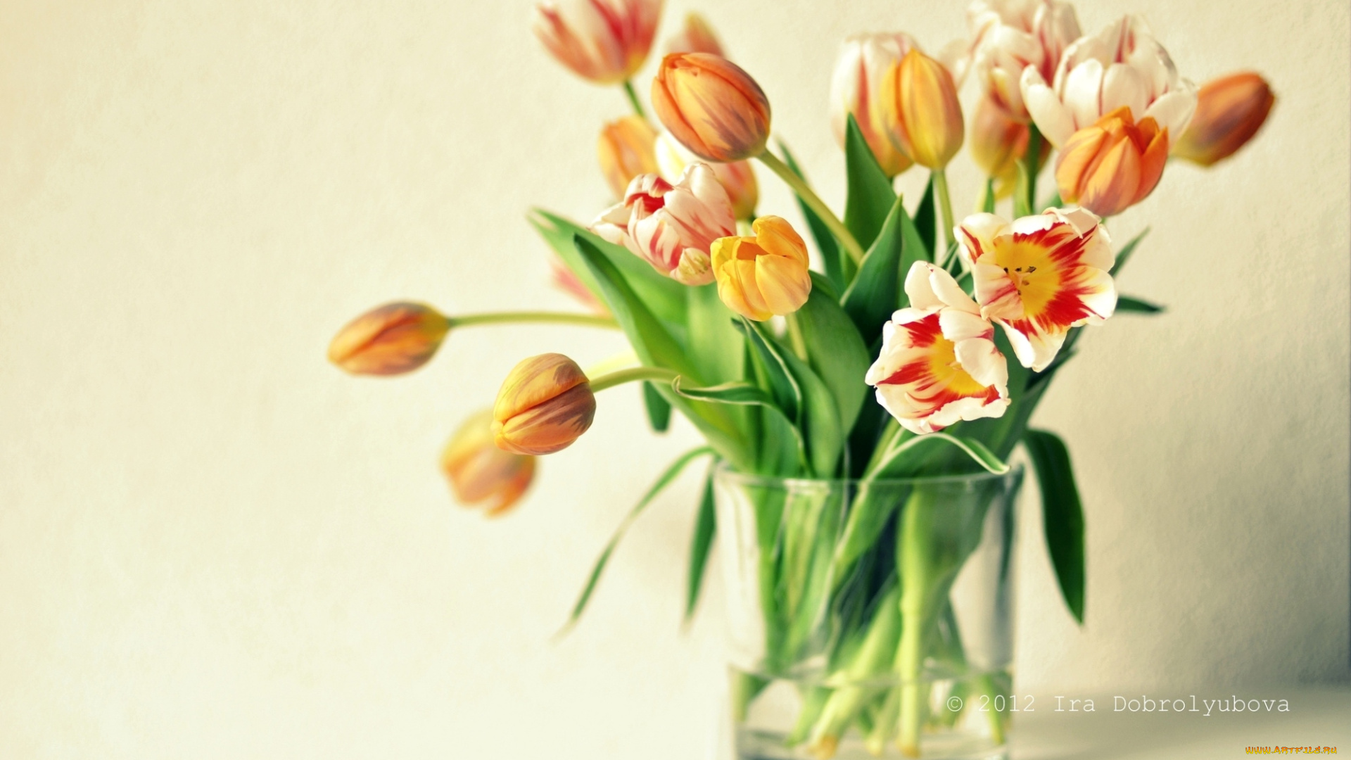 цветы, тюльпаны, букет