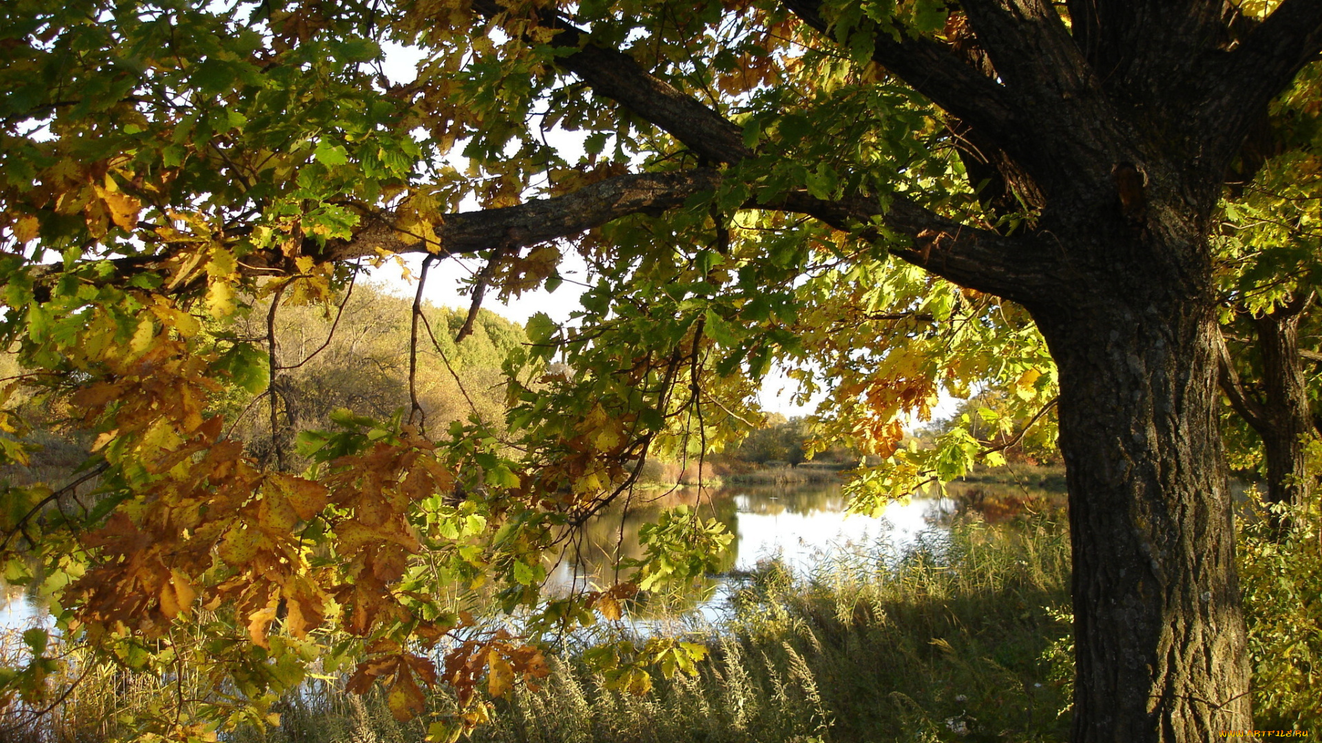 природа, деревья, река, дубы, осень