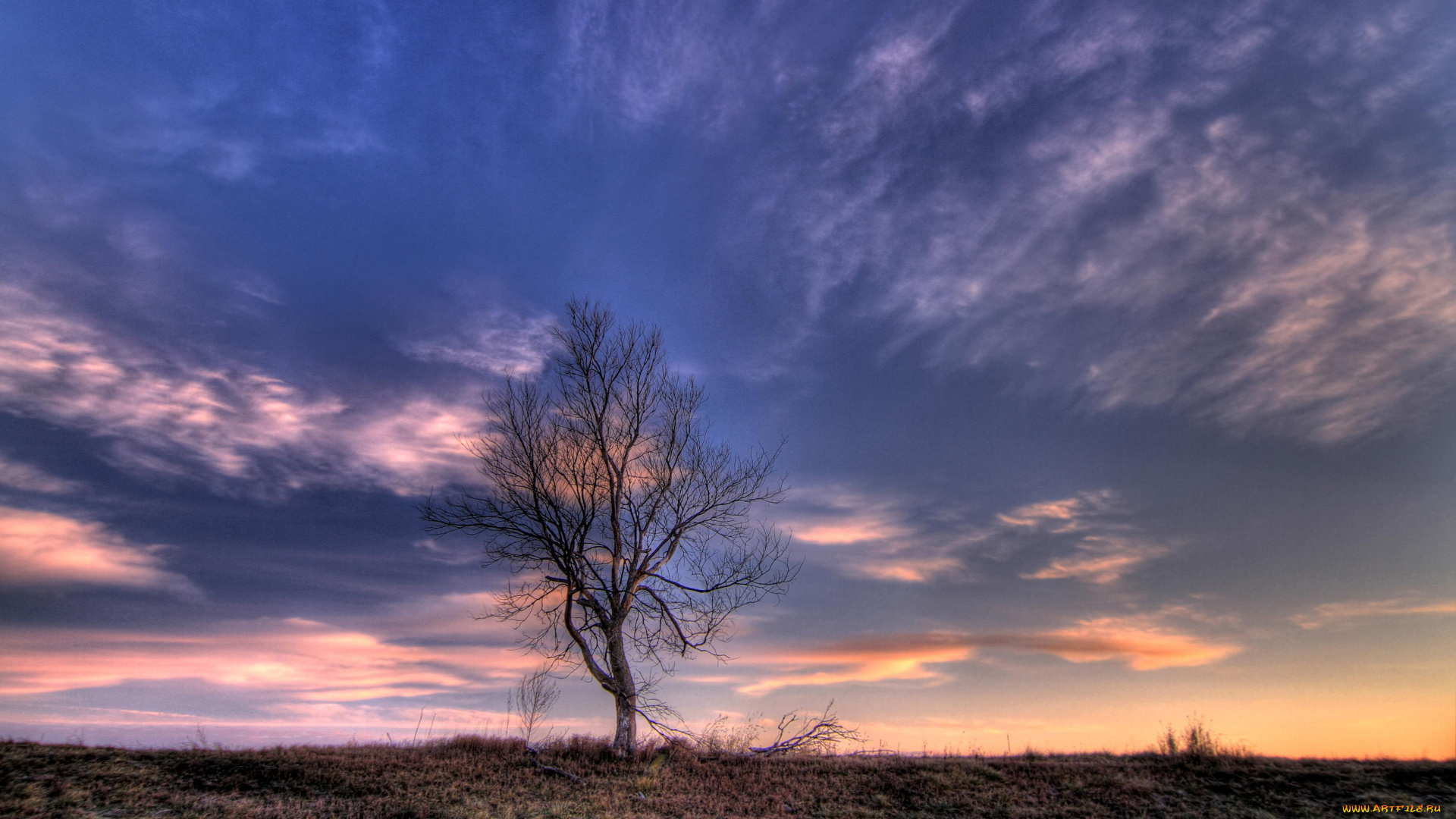 природа, деревья, tree